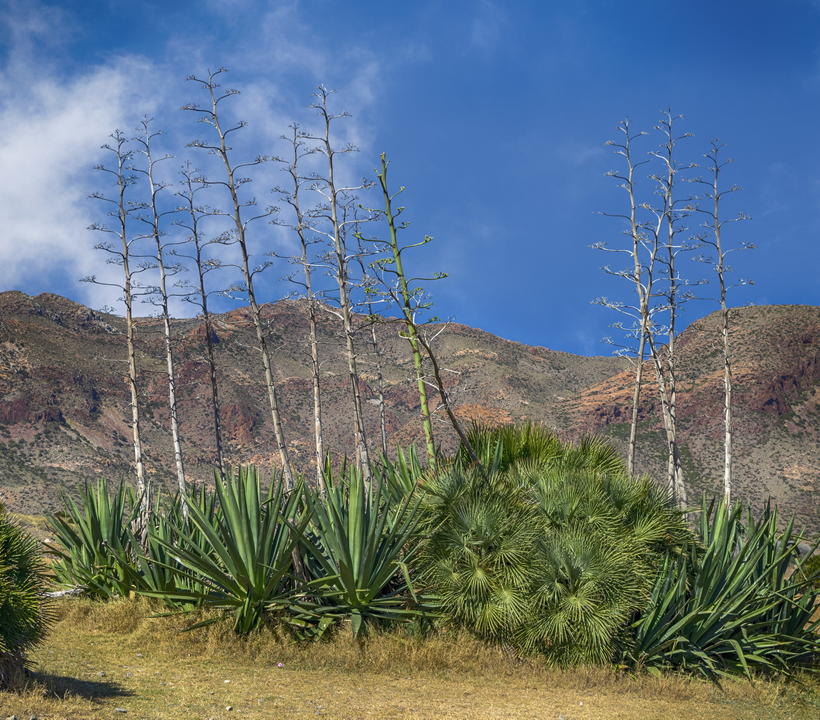 Pitacas de Rodalquilar Parque Natural Cabo de Gata